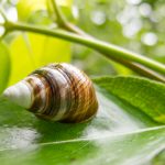 Achatinella concavospira