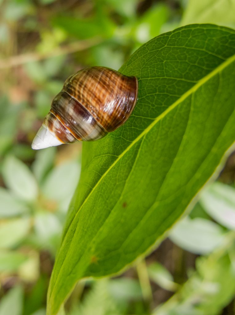 Achatinella concavospira