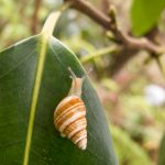 Partulina variabilis