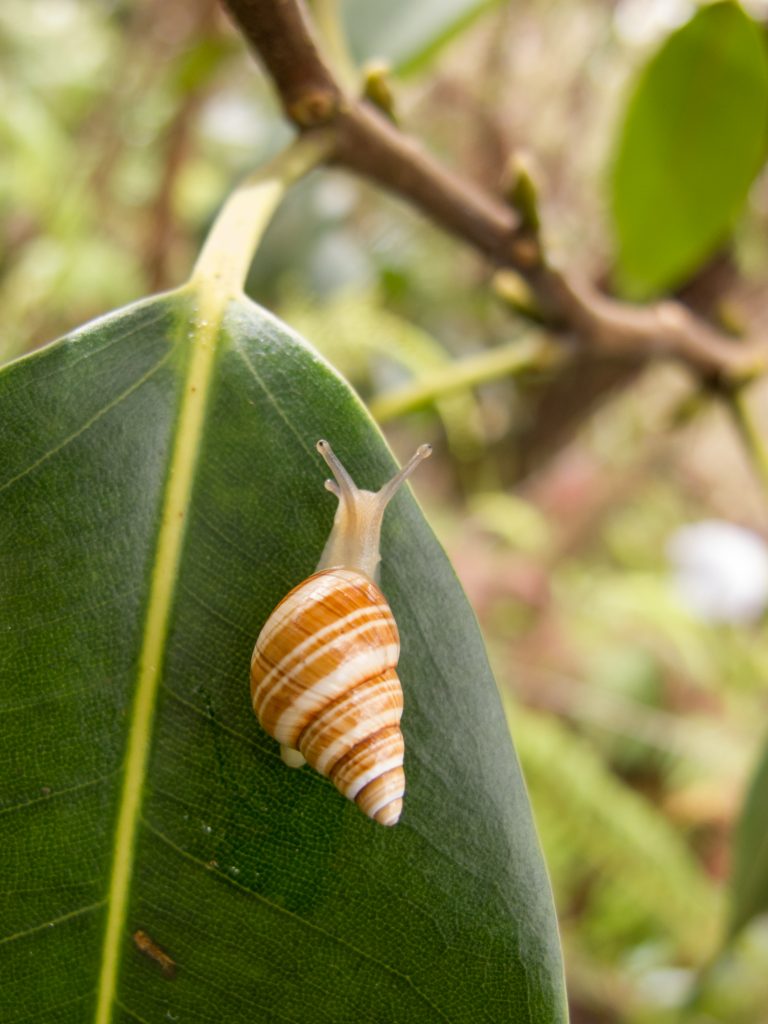 Partulina variabilis crawling