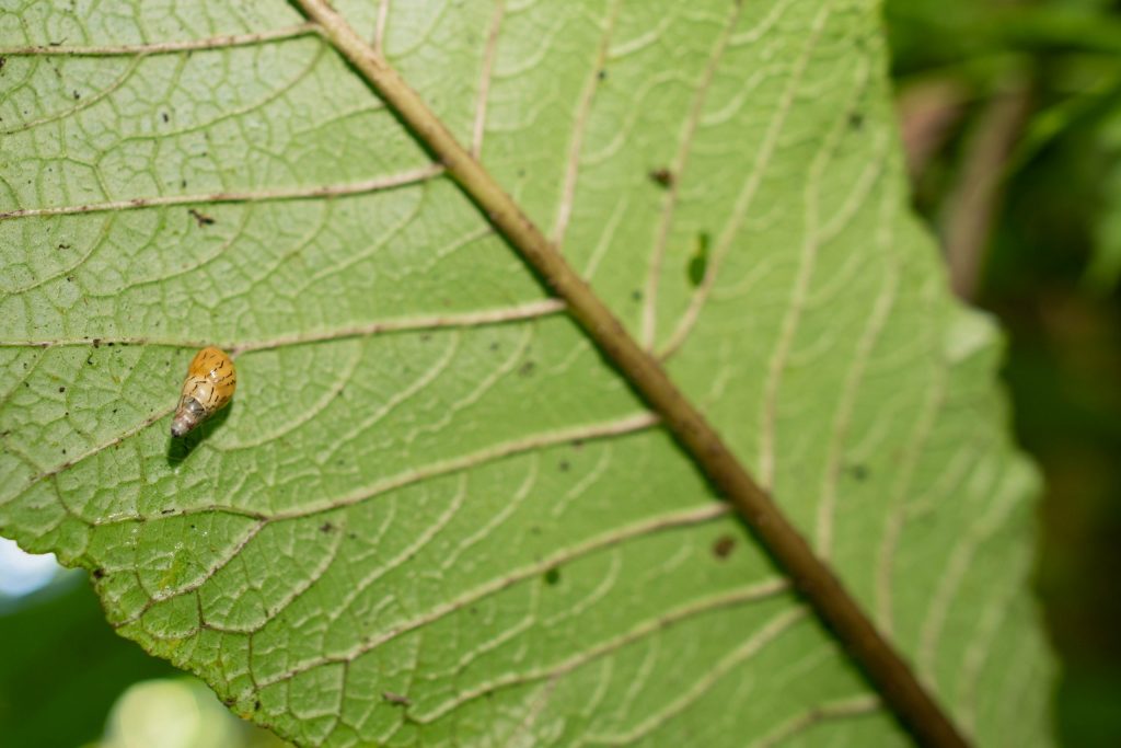 Kahuli, Hawaiian tree snail, Lamenalla venusta