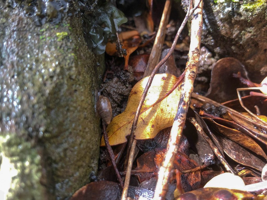 Leptachatina vitreola