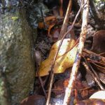 Leptachatina vitreola