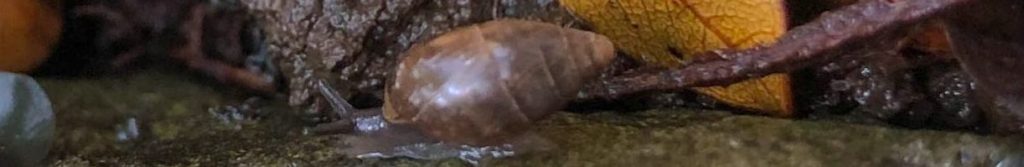 Leptachatina vitreola