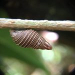 Newcombia canaliculata