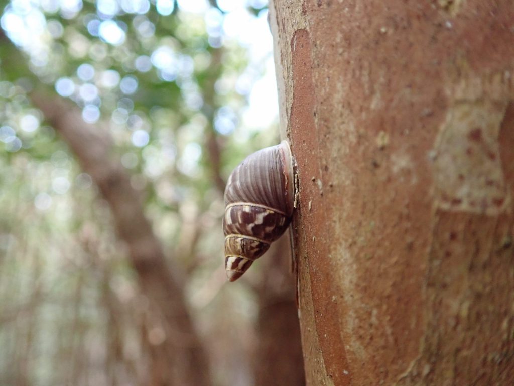 Partulina marmorata adult on a strawberry guava trunk.