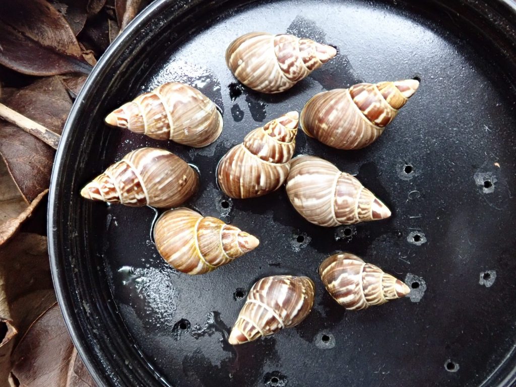 Nine Partulina marmorata adults and sub-adults collected in the field.