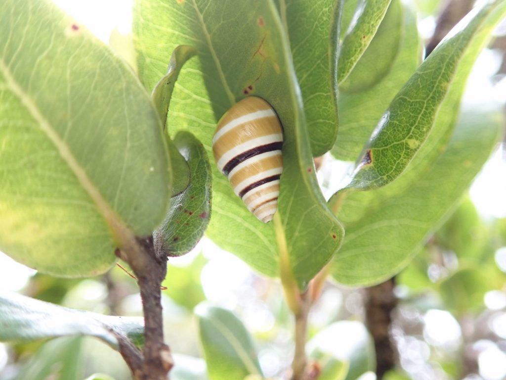 Partulina mighelsiana estivating on an ohia leaf