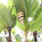 Partulina mighelsiana