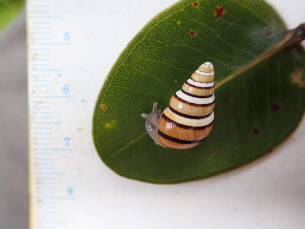 Partulina porcellana