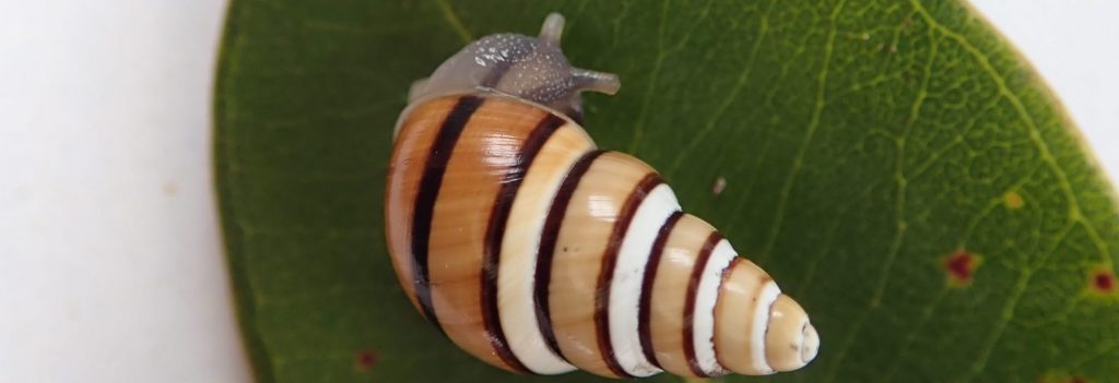 Partulina porcellana