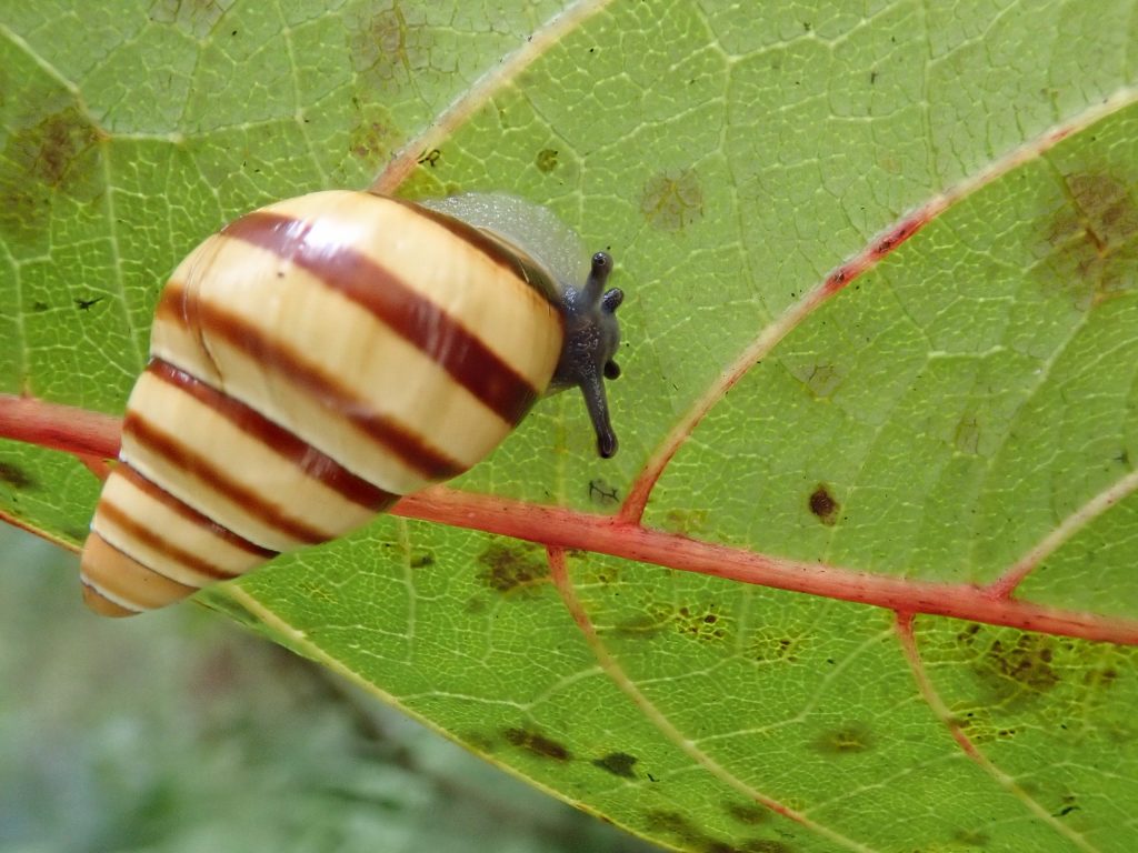 Partulina porcellana