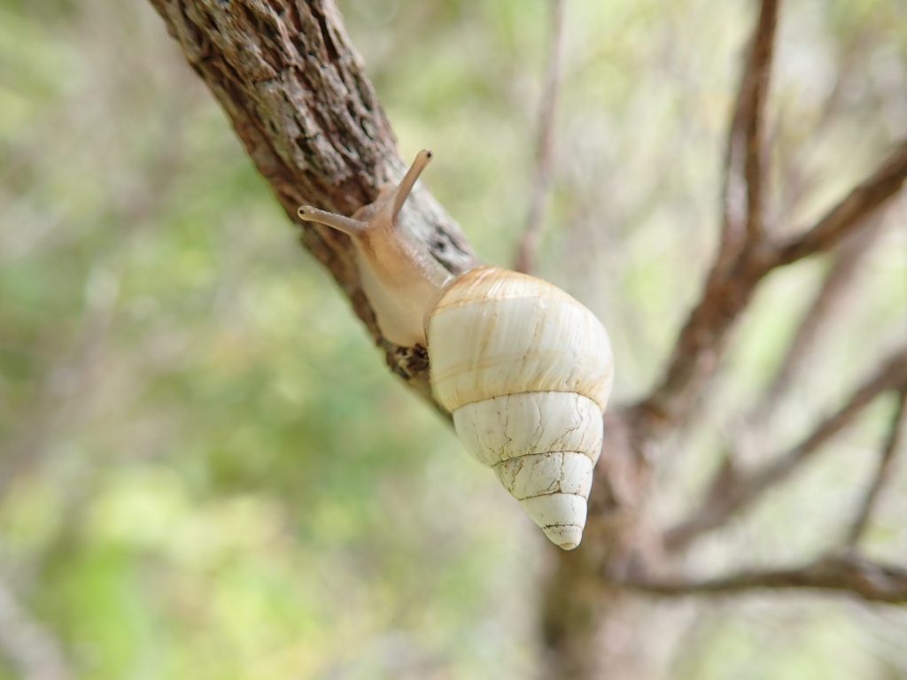 Partulina redfieldi crawling on a branch