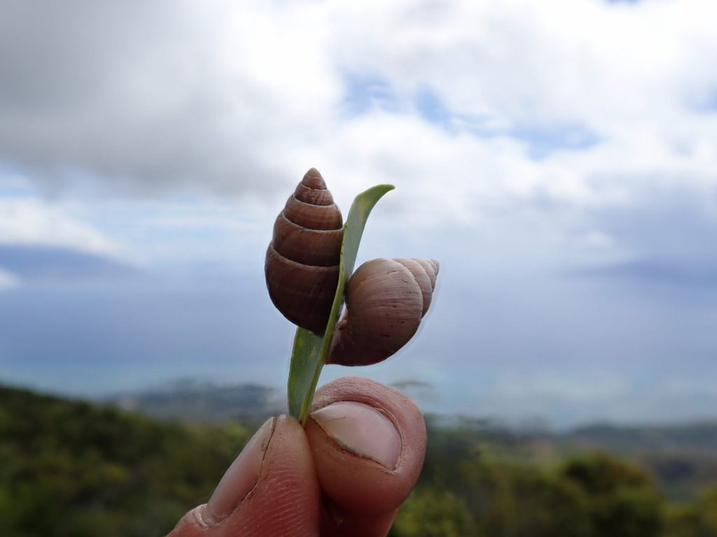 Two Partulina redfieldi estuvating on opposite sides of a leaf
