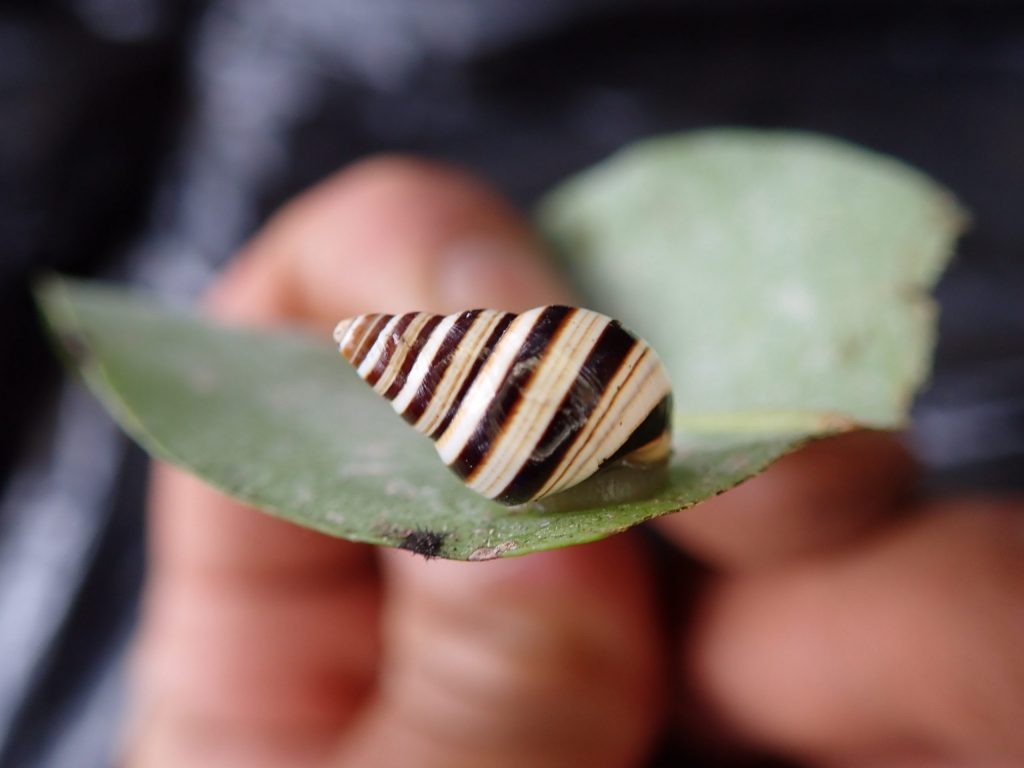 Partulina splendida profile 