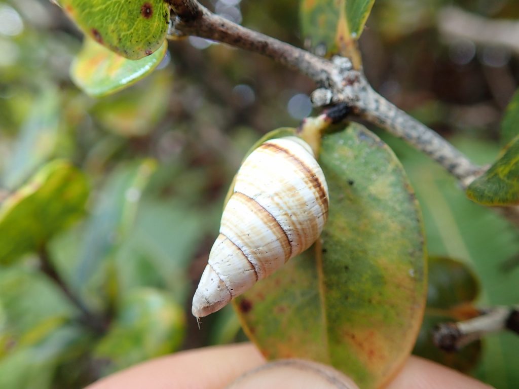 Partulina tappaniana estivating on an ohia leaf 