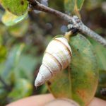 Partulina tappaniana