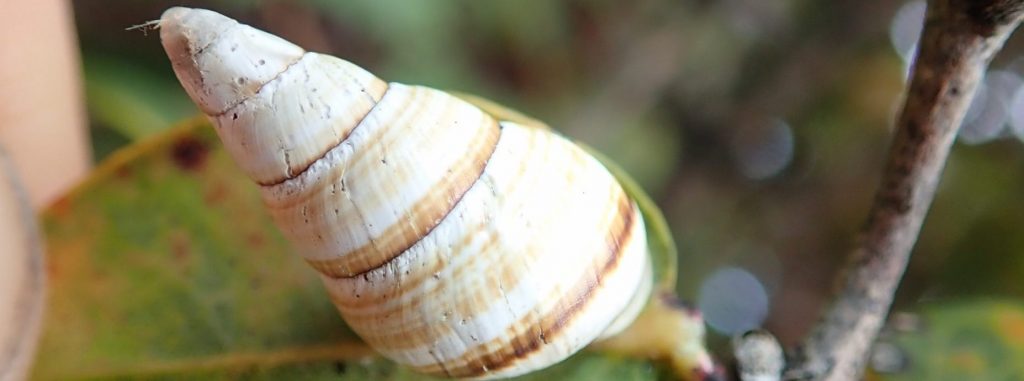 Partulina tappaniana