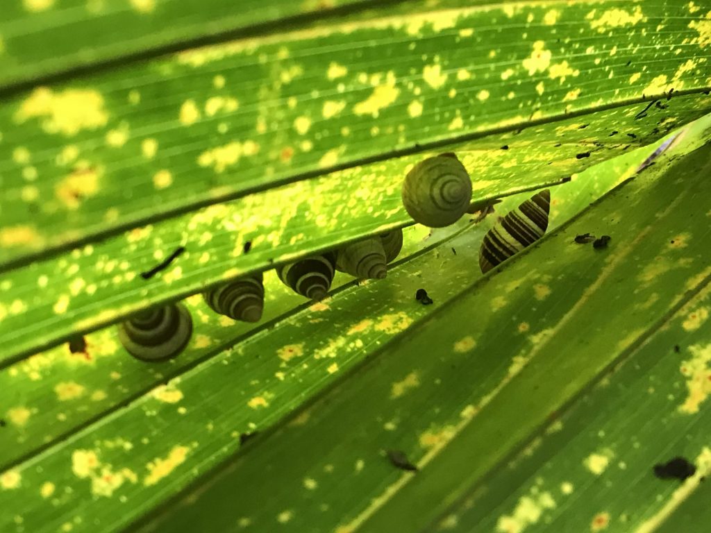 Seven Partulina virgulata estivating on a loulu palm