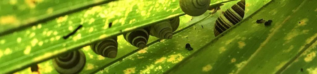 Seven Partulina virgulata estivating on a loulu palm