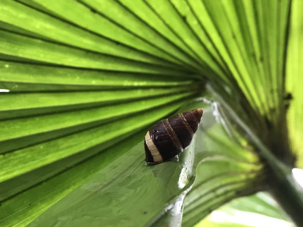 Partulina virgulata estivating on a loulu palm
