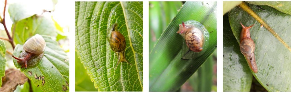 A collage of Hawaiian tree snails part of the Succineidae family.