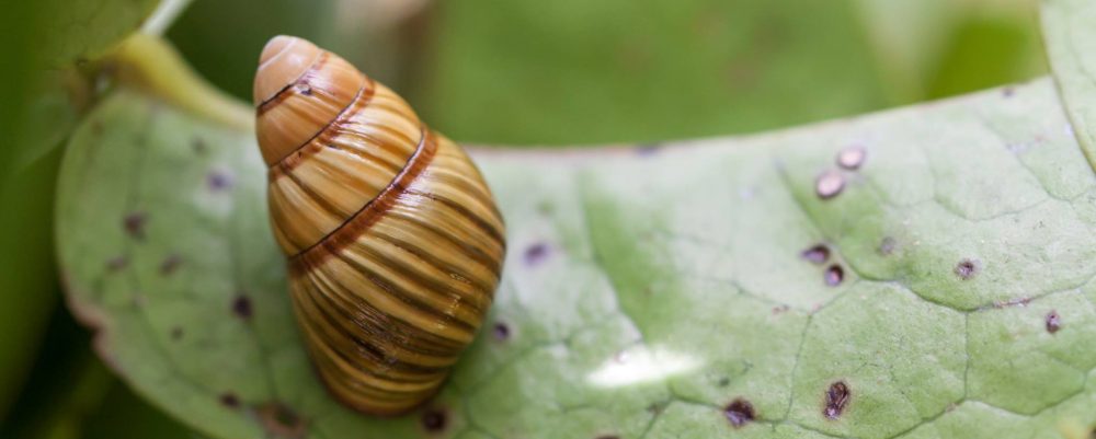Achatinella byrnoii 