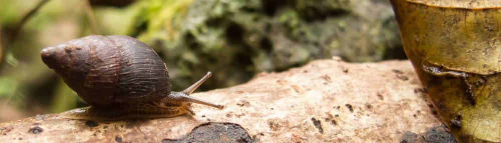 Amastra intermedia crawling