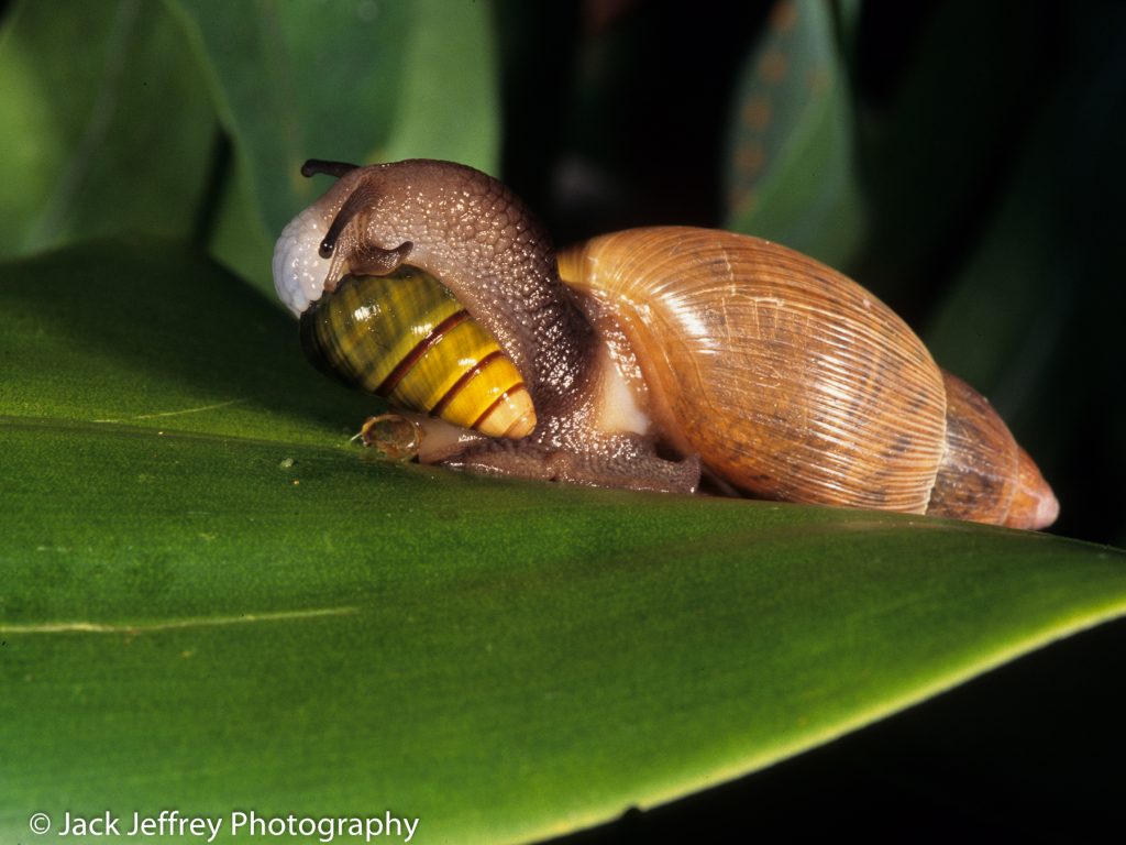 Euglandina predating Achatinella