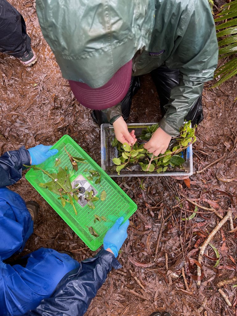 Reintroducing kāhuli in a predator proof exclosure