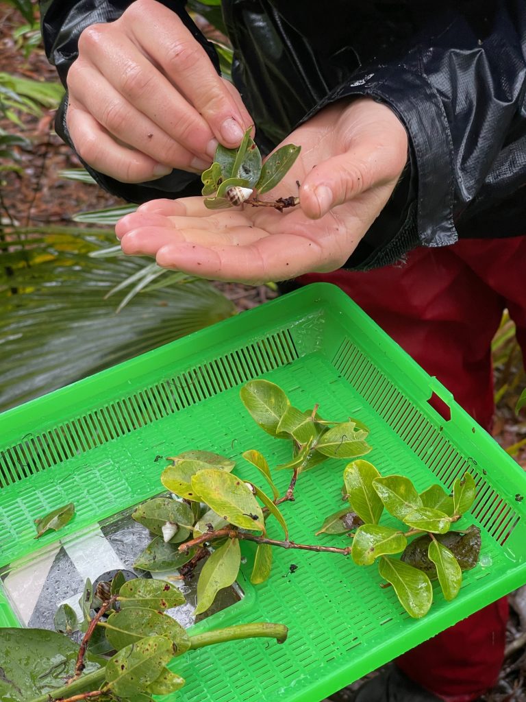 Reintroducing kāhuli in a predator proof exclosure