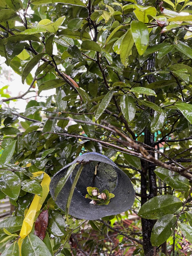 Reintroducing kāhuli in a predator proof exclosure