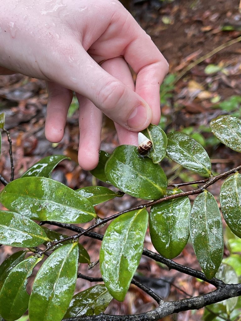 Reintroducing kāhuli in a predator proof exclosure