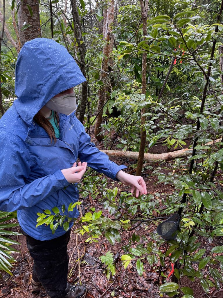 Reintroducing kāhuli in a predator proof exclosure