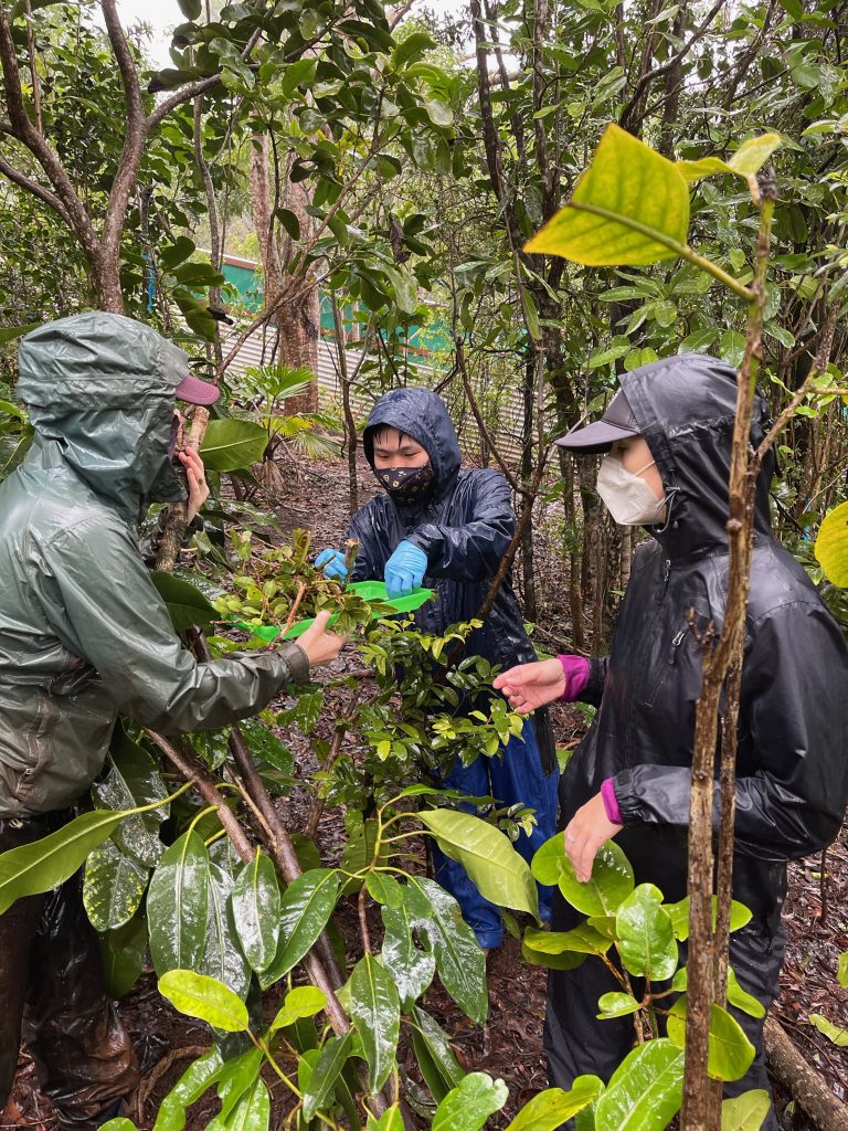 Reintroducing kāhuli in a predator proof exclosure