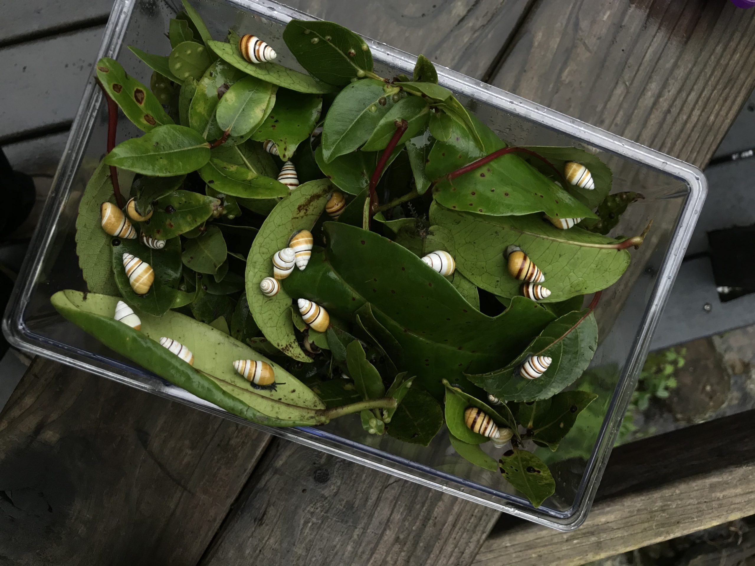 Achatinella decipiens