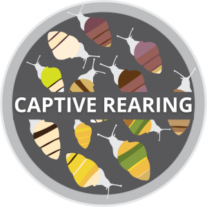 A graphic of various species of Achatinella in a petri dish linking to the "Captive Rearing" page.