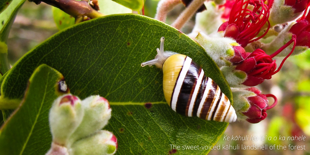 An image of a Partulina mighelsiana (kāhuli) on an `ōhi`a leaf on Moloka`i. 