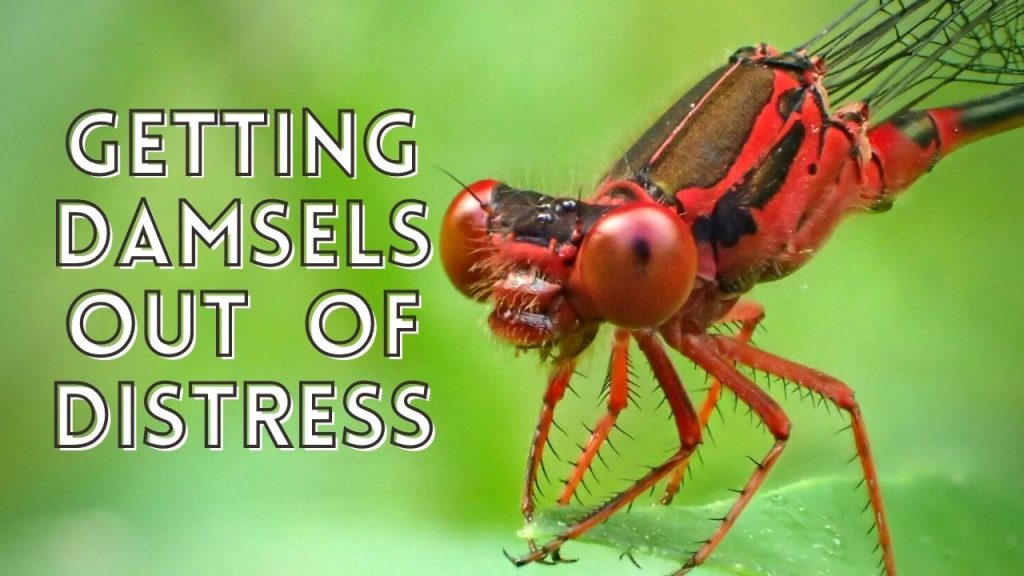 An image of a damselfly linking to a video called Getting Damselflies Out of Distress