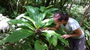 An image of a person inspecting a plant