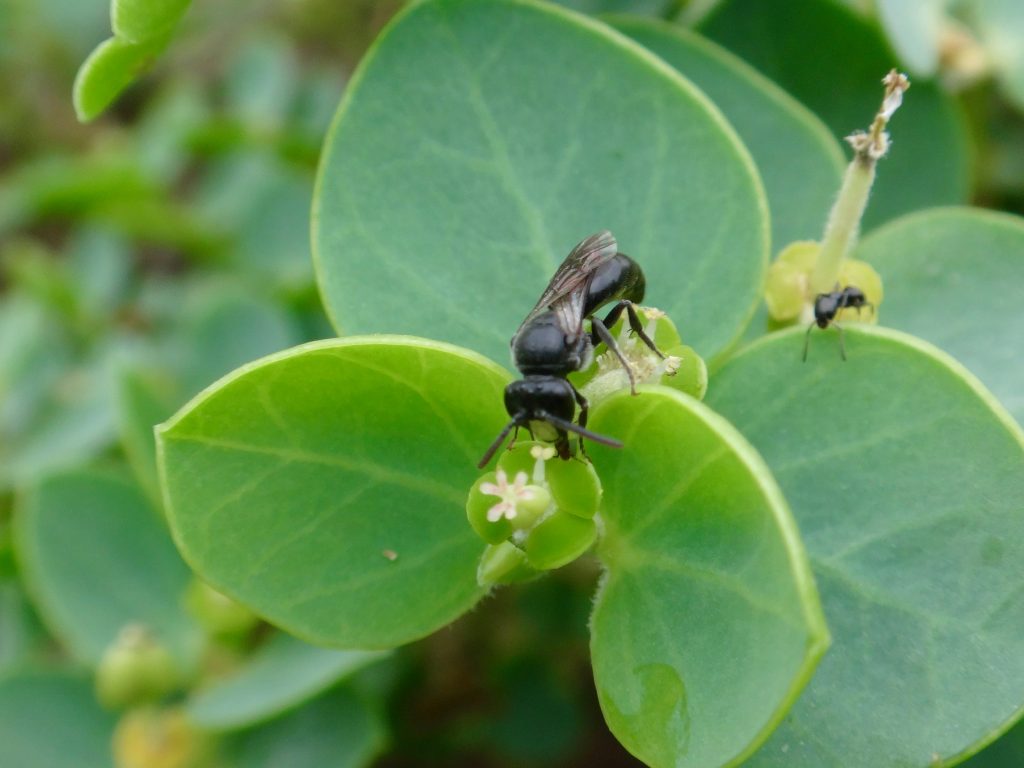An image of a yellow-faced bee