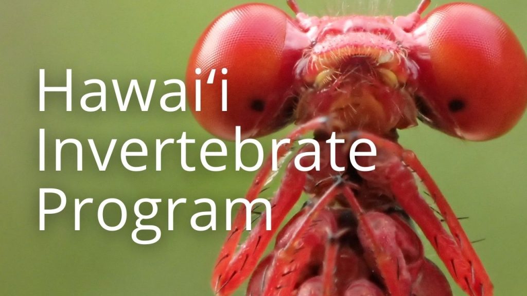 An image of a damselfly linking to a page called Hawaiʻi Invertebrate Program