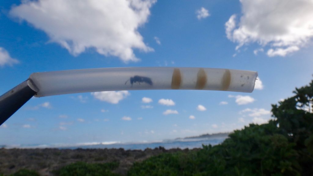 An image of a yellow-faced bee