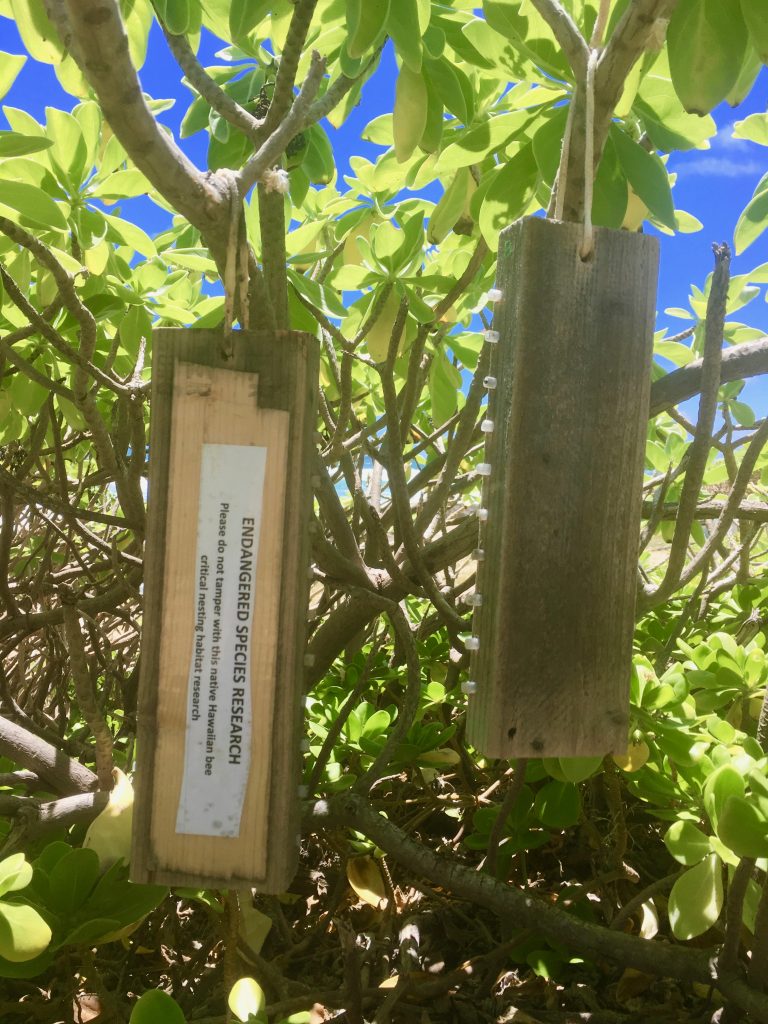 An image of a yellow-faced bee sign