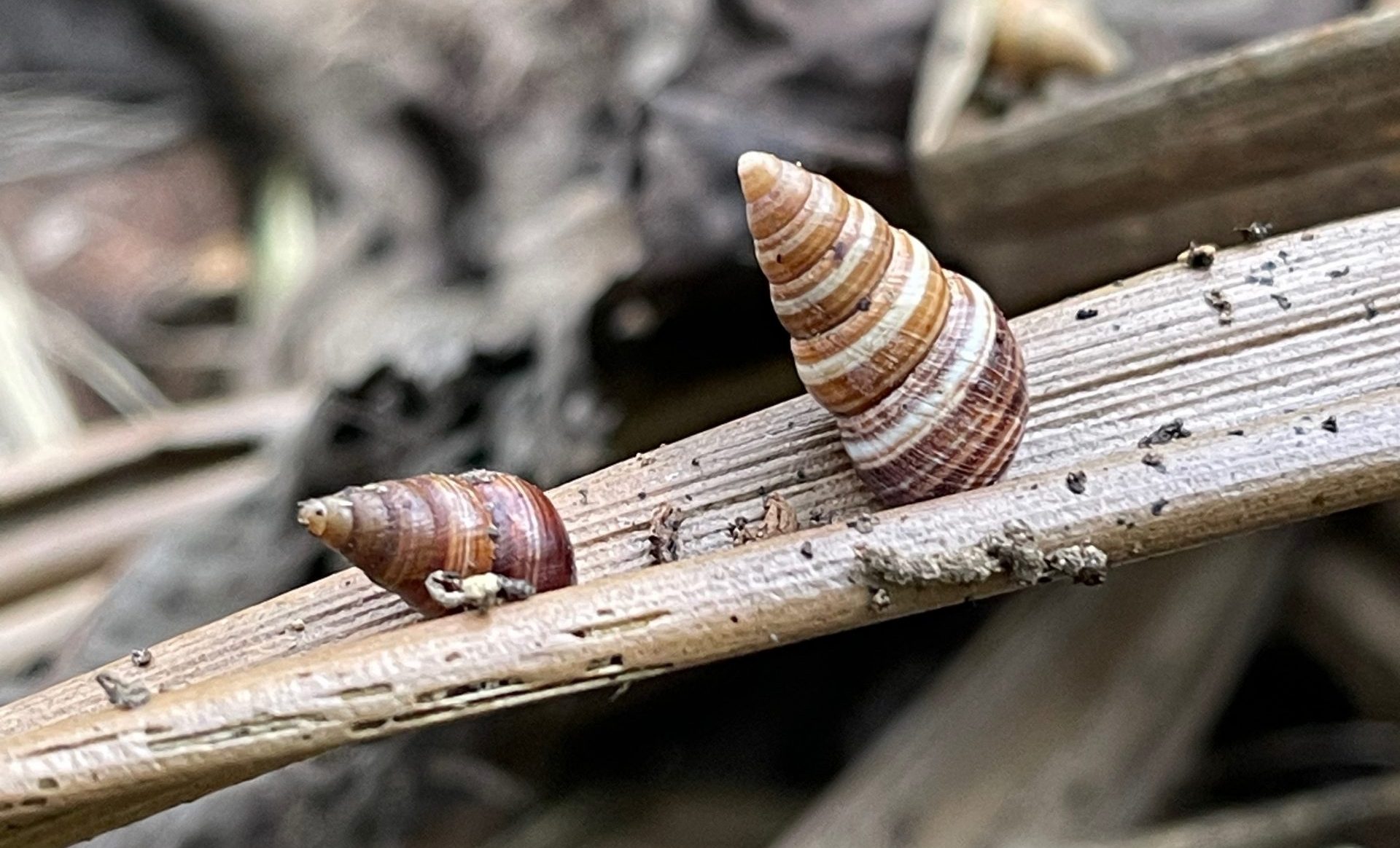 An Amastra micans adult and sub-adult estivating on a dry `ie`ie leaf