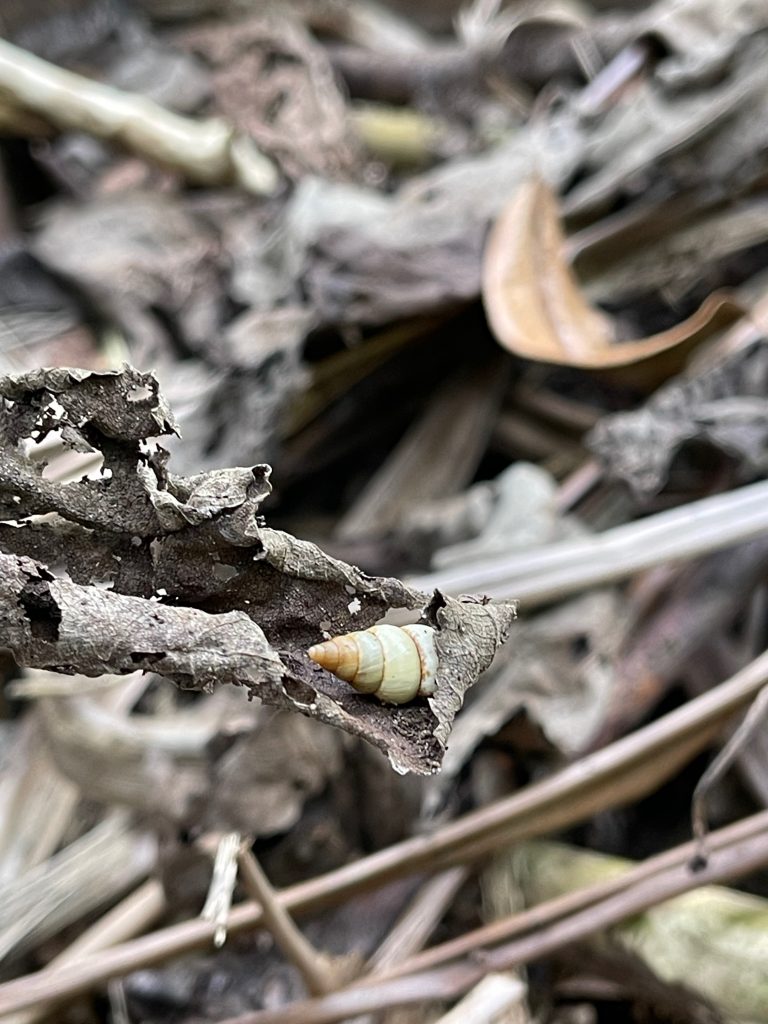 Amastra micans estivating on a dried mamaki leaf
