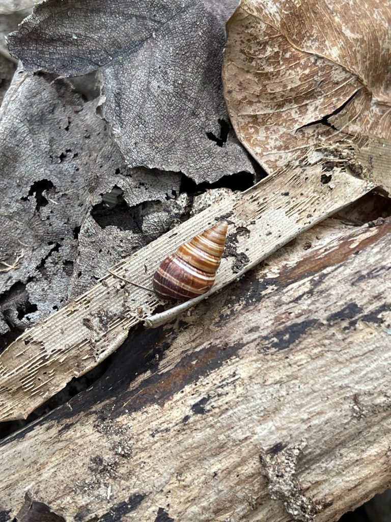 Amastra micans estivating on a dry `ie`ie leaf