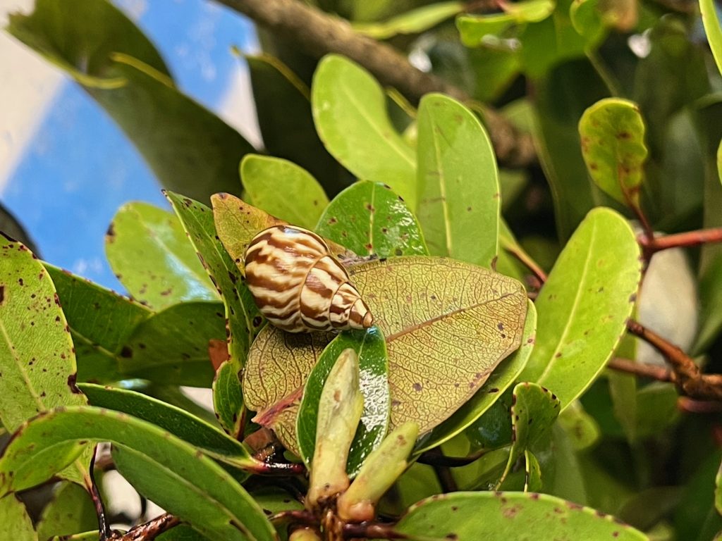 Partulina perdix estivating