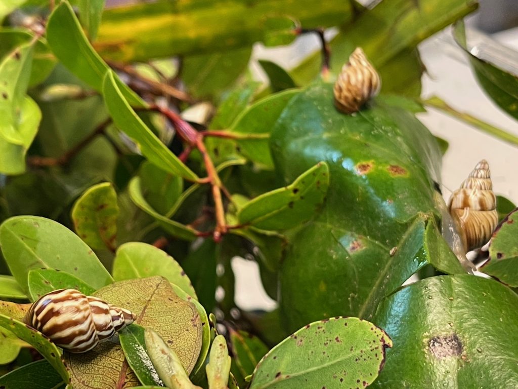 Three adult Partulina perdix