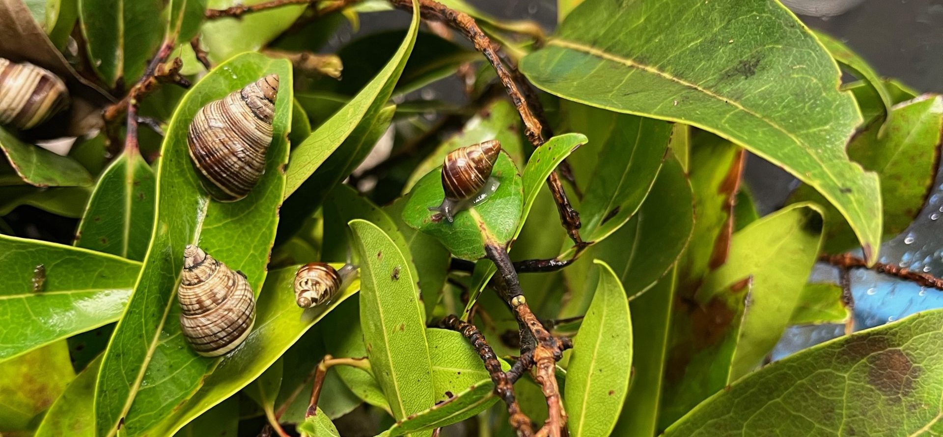 Partulina splendid sub-adults and adults